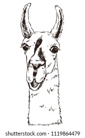 Vector lama head illustration. Llama or alpaca smiling hand drawn ink sketch. Cute mammal animal drawing