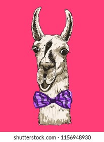 Vector lama head illustration. Llama or alpaca smiling bright color sketch for print and design. . Cute mammal animal drawing