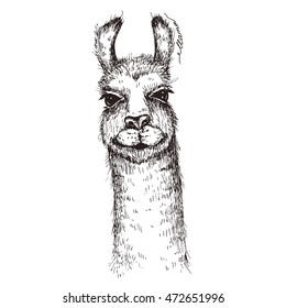 Vector Lama Head Illustration. Llama Or Alpaca Hand Drawn Ink Sketch. Cute Mammal Animal Drawing