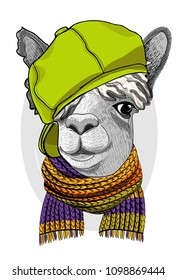 Vector lama with knitted scarf and green cap. Hand drawn illustration of dressed llama.