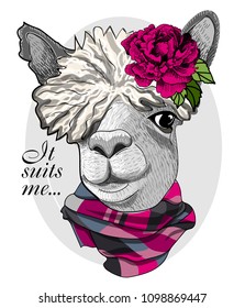 Vector lama with scarf and flower. Hand drawn illustration of dressed llama.