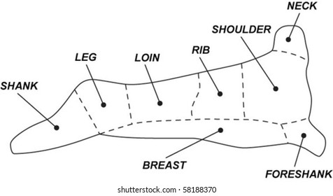 Vector lamb chart