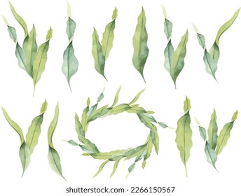 Vector laminaria. Hand painted underwater kelp floral illustration with algae leaves branch in watercolor style isolated on white background. Seaweed for design, fabric or print