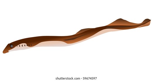 Vector Lamprey