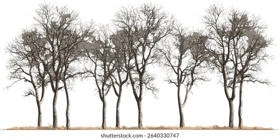 Vector landscape cutout dry trees row group lined, nature design, isolated tree silhouette, transparent background, environmental art, outdoor scene, forest vector, tree illustration
