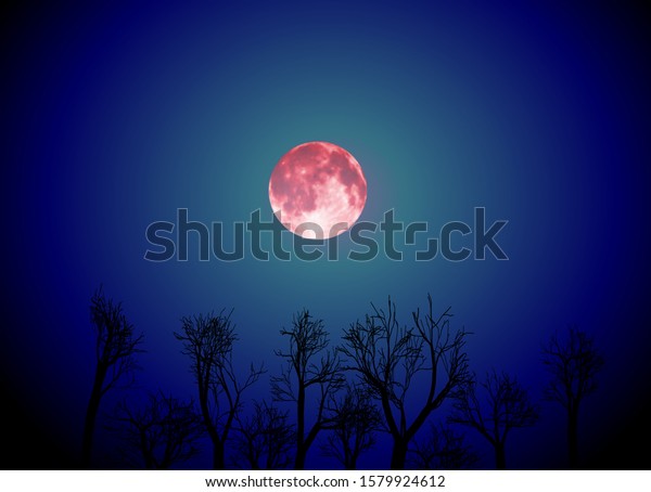 Vector landscape\
with red moon and dark\
night