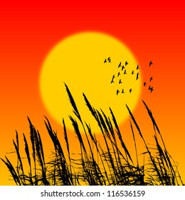 Vector landscape with sunet and reed silhouettes