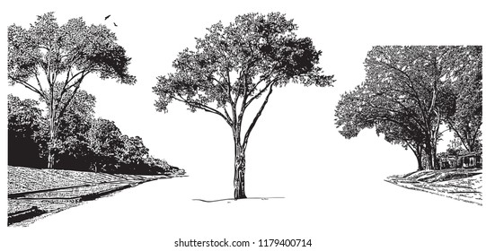 Vector landscape with trees. Black graphic illustration on white background, park outdoors scene in vintage engraving style.