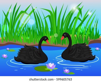 Vector landscape. Two black swans. Couple in love. Lake with beautiful water lilies.