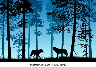 Vector landscape of two wolves in a forest with blue misty background.