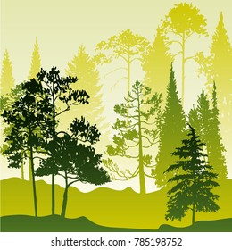 vector landscapes with pine and fir trees, abstract nature background, forest template, hand drawn illustration