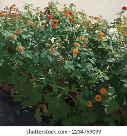 vector lantana camara flower illustration template
