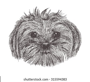 Vector lap-dog on white background. Isolated. Hand-drawn vector illustration. It may be used for dog clubs, kennel clubs, backgrounds.