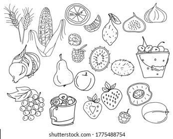 Vector large set of doodle fruits and berries for the harvest menu. Wheat ears, corn, grapefruit, lemon, figs, blackberries, raspberries, cherries, cherries, pomegranates, pears, strawberries, peaches