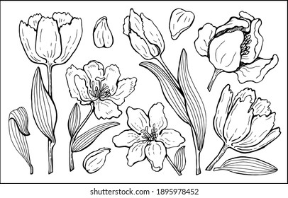 vector Large set of drawn graphic tulips. for fabric, clothing, background, typography, design
