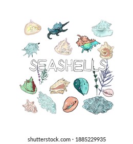 Vector Large set of sea shells, hermits, algae, corals isolated on a white background. Marine print for printing on textiles, blank for designers, travel, tropics