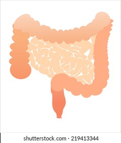 Vector - Large & Small Intestine