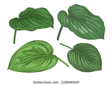 Vector large tropical leaves set with stem on white background. Hand drawn exotic plant. Different angles. Decorative illustration for summer composition design, banner layouts and trendy fabric print