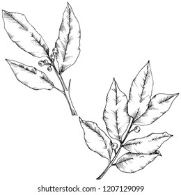 Hoja de vectores. Planta de hojas de vegetación botánica follaje floral. Elemento de ilustración aislado. Arte de tinta con grabado en blanco y negro. Hoja vectorial para fondo, textura, patrón envolvente, marco o borde.