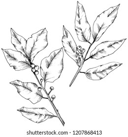 Vector laurus leaf. Leaf plant botanical garden floral foliage. Isolated illustration element. Black and white engraved ink art. Vector leaf for background, texture, wrapper pattern, frame or border.