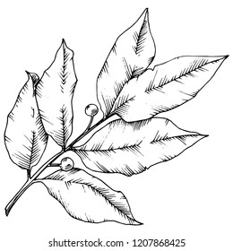 Hoja de vectores. Planta de hojas de vegetación botánica follaje floral. Elemento de ilustración aislado. Arte de tinta con grabado en blanco y negro. Hoja vectorial para fondo, textura, patrón envolvente, marco o borde.