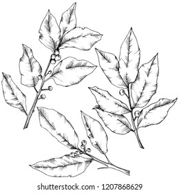 Vector laurus leaf. Leaf plant botanical garden floral foliage. Isolated illustration element. Black and white engraved ink art. Vector leaf for background, texture, wrapper pattern, frame or border.