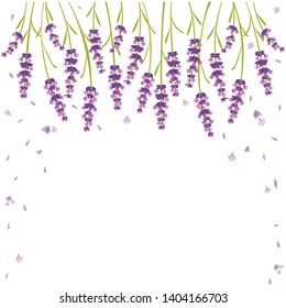 vector lavender, beautiful flower of purple color, aromatic herb ,sleep well