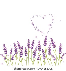 vector lavender, beautiful flower of purple color, aromatic herb ,sleep well