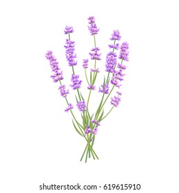 Vector lavender bouquet isolated for wedding design, birthday card or flower shop