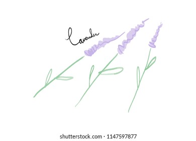 Vector lavender branches and inscription. Elements for design and other. Vector Illustration, clipart. Isolated on white background.