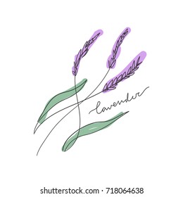 Vector lavender branches and inscription. Elements for design and other.