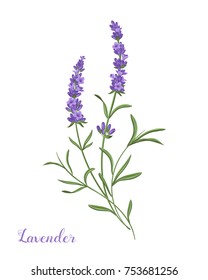 Vector lavender bunch illustration