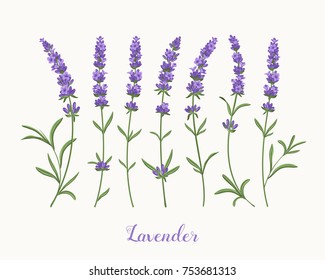 Vector Lavender Collection. Realistic Separate Flowers