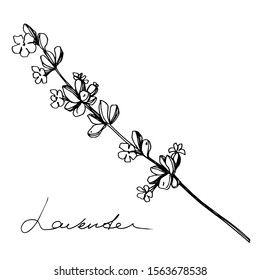 Vector Lavender floral botanical flowers. Wild spring leaf wildflower isolated. Black and white engraved ink art. Isolated lavender illustration element.