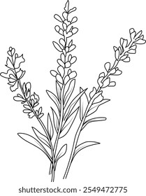 Vector Lavender flower drawing, easy Lavender flower drawing, painting Lavenders coloring drawing, Levenders flower coloring pages, Lavender floral of the diagram, hand drawing Lavender flower 