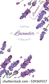 Vector lavender flower elegant banner on white background. Design for natural cosmetic, health care products. Can be used as greeting card or wedding invitation.