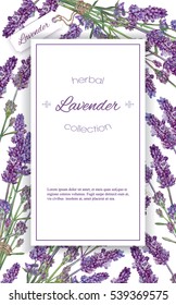 Vector lavender flower elegant banner on white background. Design for natural cosmetic, health care products. Can be used as greeting card or wedding invitation.