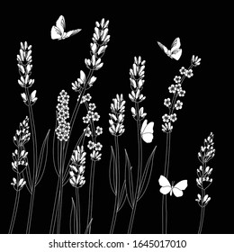 Ilustración de flores de lavanda vectorial aislada del fondo