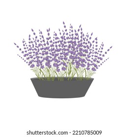 Vector lavender flower illustration isolated white background. Lilac flower in vintage grey pot. 