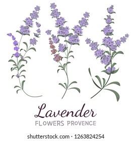Vector lavender flowers on white background. Collection of lavender flowers. All elements are isolated.