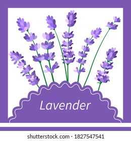 Vector lavender flowers on the white background
