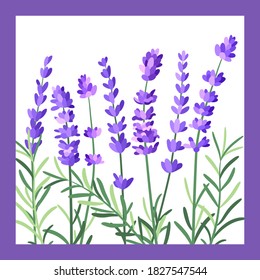 Vektorgrafik-Lavendelblumen auf weißem Hintergrund