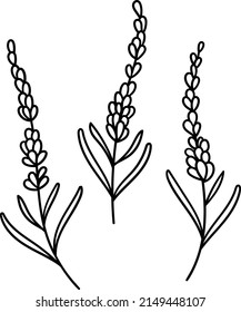 Vector lavender, hand drawn botanical illustration, flower drawing, floral logo.