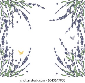 Vector lavender hand drawn illustration.Hand drawn lavender flowers.Healing and cosmetics herb.Medical plant. Great for traditional medicine design. Great design for natural and organic products.