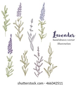 Vector lavender hand drawn illustration.Hand drawn lavender flowers.Healing and cosmetics herb.Medical plant. Great for traditional medicine design. Great design for natural and organic products.