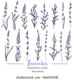 Vector Lavender Hand Drawn Illustration.Hand Drawn Lavender Flowers.Healing And Cosmetics Herb.Medical Plant. Great For Traditional Medicine Design. Great Design For Natural And Organic Products.