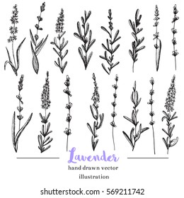 Vector lavender hand drawn illustration.Hand drawn lavender flowers.Healing and cosmetics herb.Medical plant. Great for traditional medicine design. Great design for natural and organic products