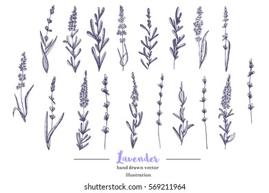 Vector lavender hand drawn illustration.Hand drawn lavender flowers.Healing and cosmetics herb.Medical plant. Great for traditional medicine design. Great design for natural and organic products