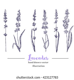 Vector lavender hand drawn illustration.Healing and cosmetics herb.Medical plant. Great for traditional medicine design. Great design for natural and organic products.