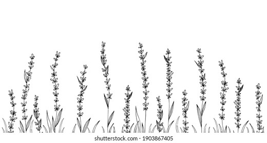 Vector lavender hand drawn illustration.Medical plant. 